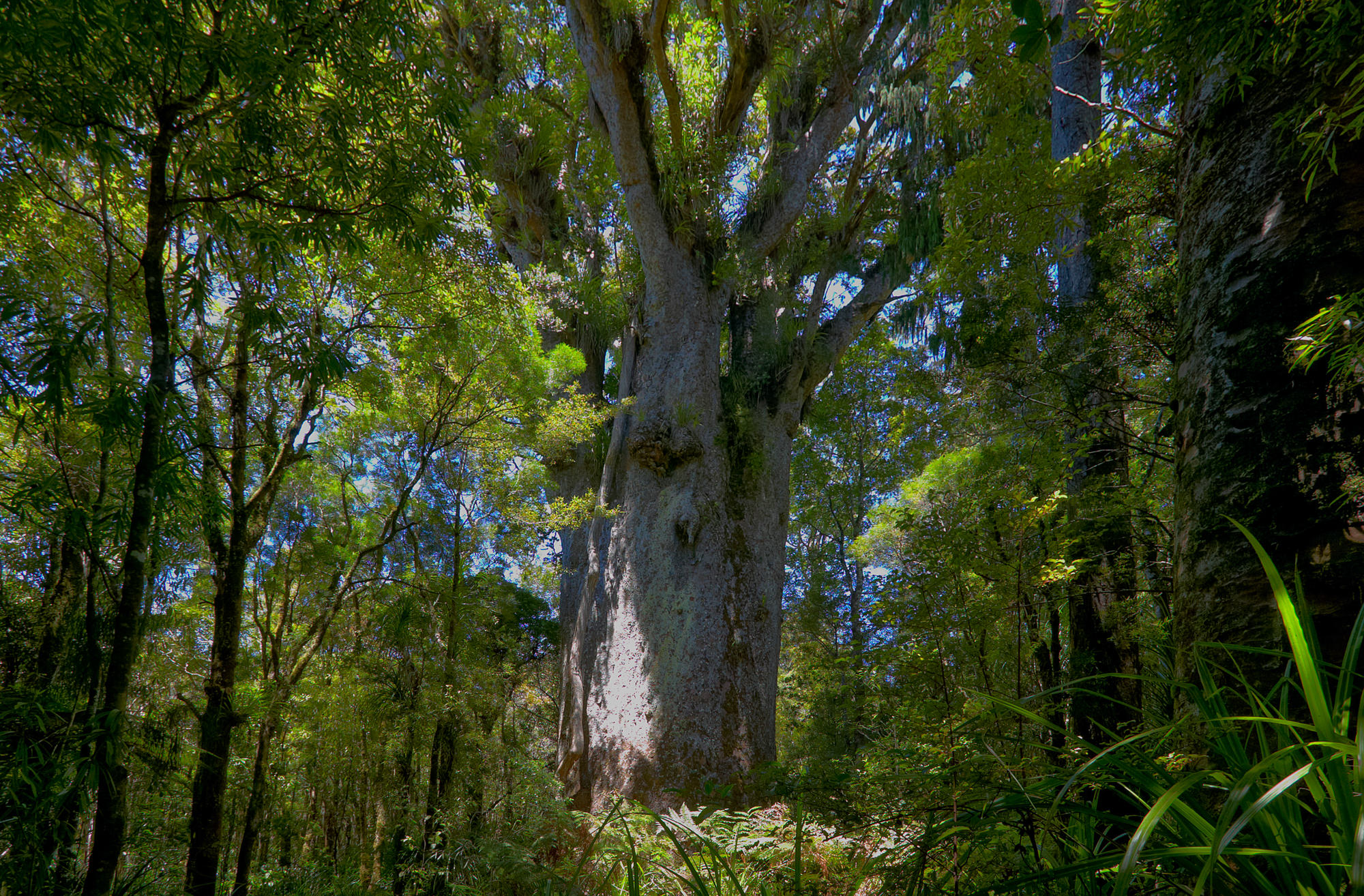 Kaori Baum Te Matua Ngahere, Waipoa forest